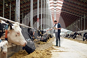 Farmer with clipboard and cows in cowshed on farm photo