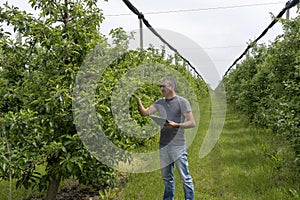 Farmer with Clipboard Inspecting Apple Trees in Orchard