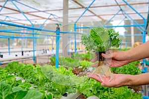 Farmer collect green hydroponic organic salad vegetable in farm,