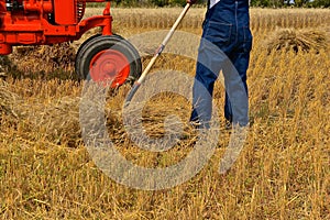 Farmer collecting bundles of wheat