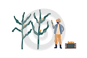 Farmer collecting corn flat vector illustration. Farm worker, rancher cartoon character. Seasonal crop harvest, natural