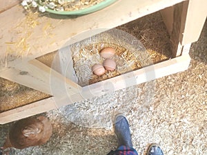 Farmer collecting Eggs in the Morning in a chicken coop. Fresh Organic, Farm Boots, Hay, Nest box, Hen. Country Life Aesthetic