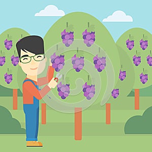 Farmer collecting grapes vector illustration.