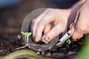 farmer collecting soil samples in a test tube in a field. Agronomist checking soil carbon and plant health on a farm. soil science