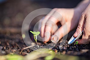 farmer collecting soil samples in a test tube in a field. Agronomist checking soil carbon and plant health on a farm. soil science