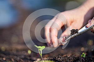 farmer collecting soil samples in a test tube in a field. Agronomist checking soil carbon and plant health on a farm. soil science