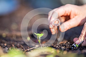 farmer collecting soil samples in a test tube in a field. Agronomist checking soil carbon and plant health on a farm. soil science