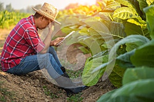 Farmer concept. Asian farmer working in the field of tobacco tree and feeling like sick and headache. Agriculture business concept