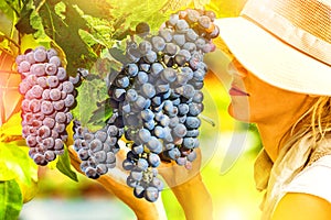 Farmer controlling red grape