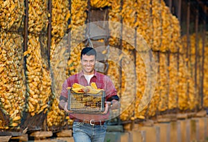 Farmer with corn cobs photo