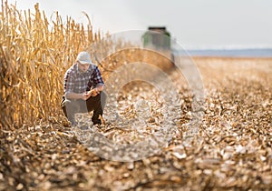 Farmer in corn fields