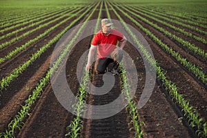 Young farmer in corn fields