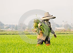 farmer corp rice photo