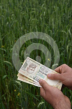 Farmer counting Indian Money in lush green wheat farm, symbol of prosperity