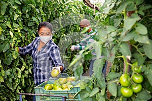 Farmer couple in protective mask working in greenhouse