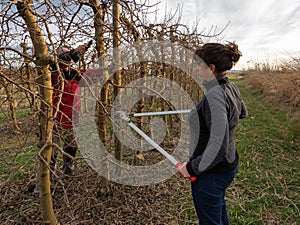 Farmer couple pruning. woman pruning with shears and an older farmer with safety glasses pruning a tree