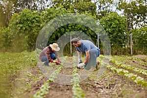 Farmer couple working together planting organic vegetable crops on a sustainable farm and enjoying agriculture. Farmers