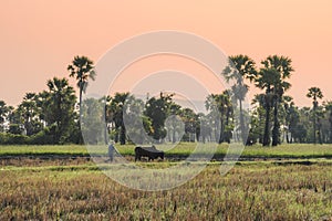 Farmer with cow plowing on rice field groove in sugar palm plantation