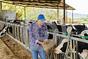 farmer cowboy at cow farm ranch