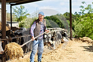 farmer cowboy at cow farm ranch