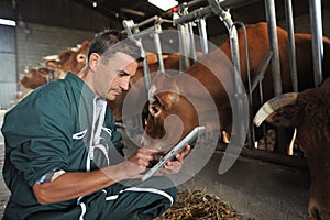 Farmer and cows photo