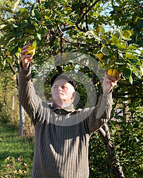 Farmer cropping quinces