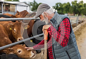 Farmer cuddling cows on farm