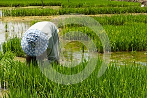 Farmer cultivate rice in farmland