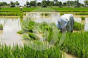 Farmer cultivate rice in field