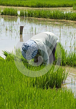 Farmer cultivate rice in field vertical