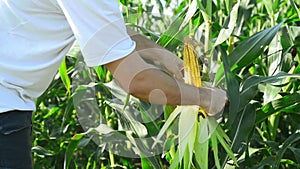 Farmer in Cultivated agricultural Corn Field examining young corn cob before the harvest season.