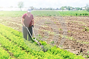 Farmer cultivates a carrot plantation. Cultivating soil. Loosening earth to improve access water and air to roots of plants.