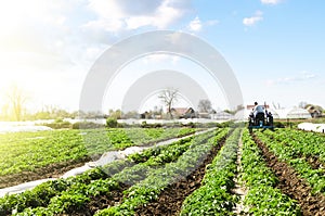 Farmer cultivates a field plantation of young Riviera potatoes. Weed removal and improved air access to plant roots. Fertilizer