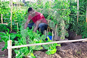 Farmer cultivates the growth of cabbage on the beds in the garden