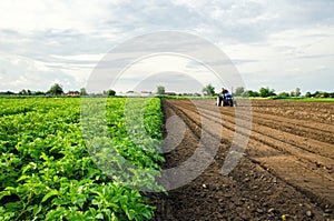 The farmer cultivates half of the field. Harvesting and destruction of tops after harvest. Freeing up the area for a new harvest