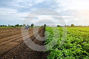 A farmer cultivates the soil on the site of an already harvested potato. Milling soil, crushing before cutting rows. Farming