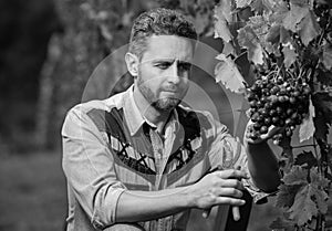 farmer cut grapevine. vinedresser cutting grapes bunch. male vineyard owner.