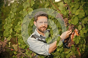 farmer cut grapevine. vinedresser cutting grapes bunch. male vineyard owner.