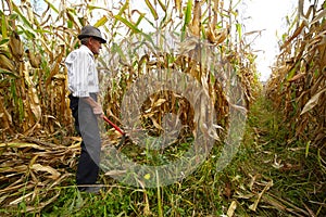 Farmer cutting the corn with the reaping hook