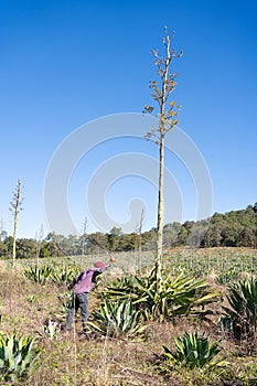 A farmer is cutting with a machete the pests in the agave and lechuguilla field to make tequila and raicilla. photo