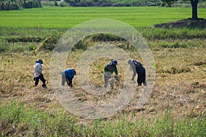 Farmer cutting rice