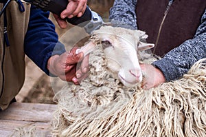 farmer is cutting sheep`s head with an electric machine. Shearing sheep`s wool close-up