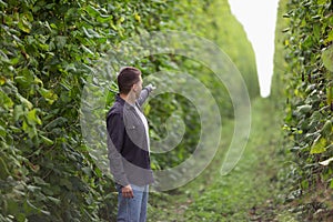 A farmer demonstrates a large green bean plantation