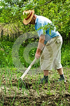 Farmer digging cultivated onion photo