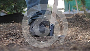 Farmer digging the ground with a shovel garden close-up. slow motion video. man farmer working in the garden agriculture