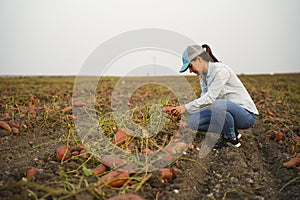 Farmer digging up, harvesting, sweet potatoes in her cultivated field. Agronomist woman examining sweet potatoe plant field. Fresh