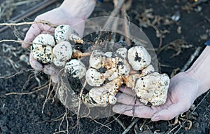 Farmer digs autumn Jerusalem artichoke. Autumn harvest in the garden. The man is holding a fall harvest of sunroot. Big harvest ra