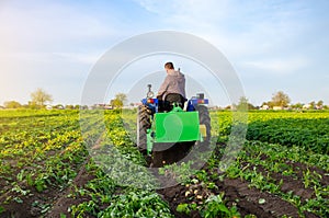 Farmer digs out a crop of potatoes. Harvest first potatoes in early spring. Farming and farmland. Agro industry and agribusiness. photo