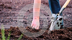 Farmer digs soil with a shovel in the garden, spring work. agriculture concept