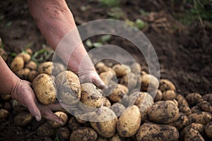A farmer with dirty hands holds freshly picked potatoes